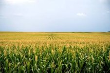 corn.jpg