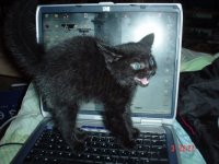 laptop-cat.jpg laptop-cat.jpg