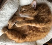 shrimp.jpg