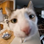 cat-standing-on-top-of-a-kitchen-counter-and-looking-into-the-camera.jpg