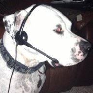 dog