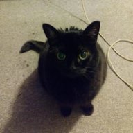 cookie