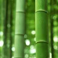 bamboo