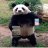 Benjamin The Bear