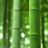bamboo